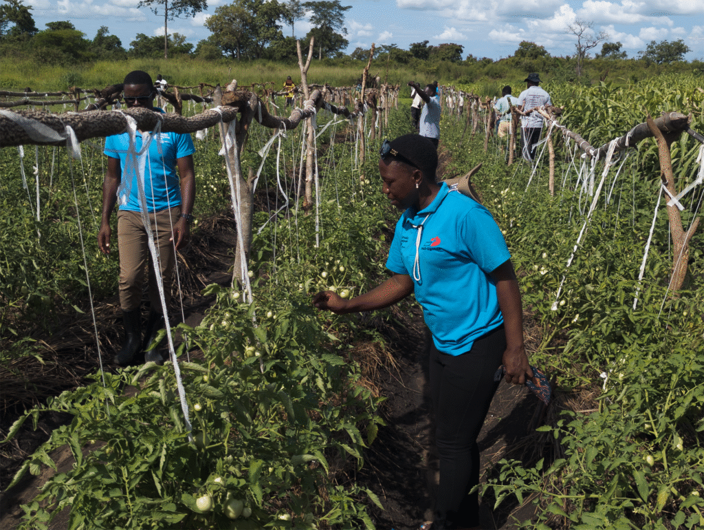Seeds of Peace and Progress: A Monitoring Visit to Ofua 6