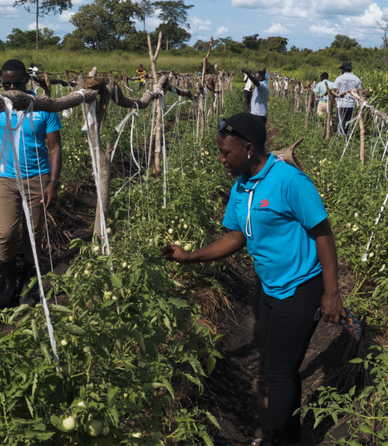 Seeds of Peace and Progress: A Monitoring Visit to Ofua 6